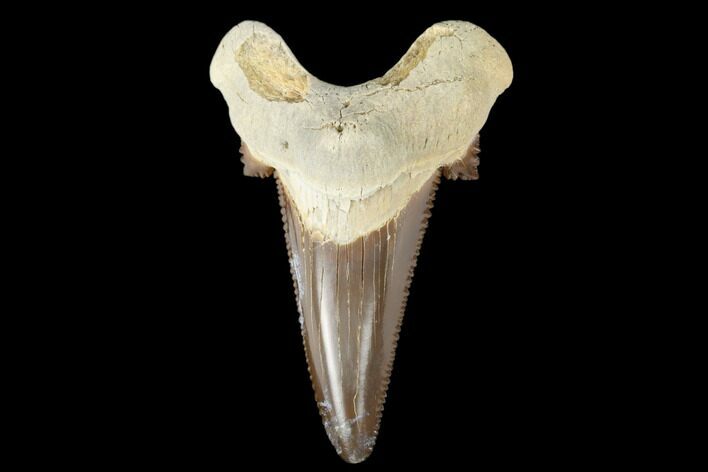Serrated Fossil Auriculatus Tooth - Tuzbair, Kazakhstan #173792